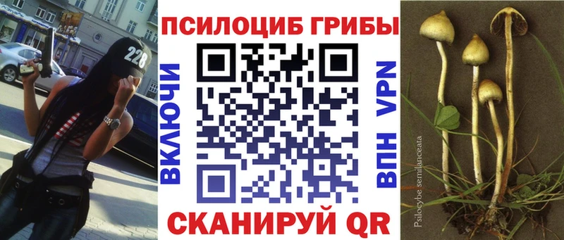дарнет шоп  Невель  Галлюциногенные грибы Psilocybe 